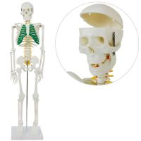 Anatomski model skeleta fizian 2