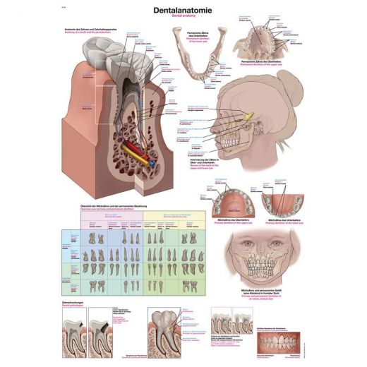 Plakat "dentalna anatomija" 70x100cm