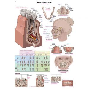 Plakat "dentalna anatomija" 70x100cm