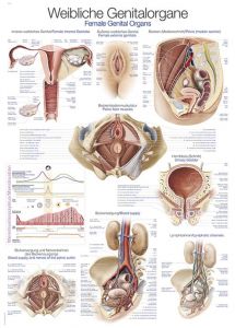Plakat "ženski genitalni organi" 70x100cm
