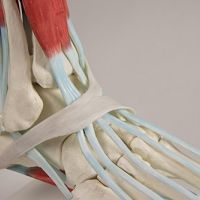 Anatomski model noge z ligamenti je izdelan zelo natančno.