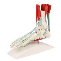 Model noge z ligamenti vsebuje tudi podstavek, ki ga lahko tudi odstranimo.