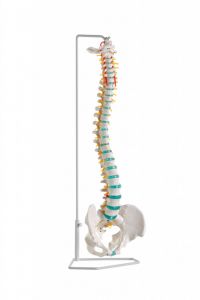 Erler Zimmer fleksibilna hrbtenica