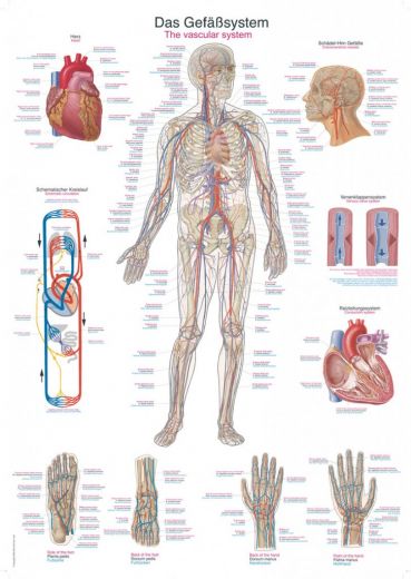 Plakat  "vaskularni sistem" 70x100cm