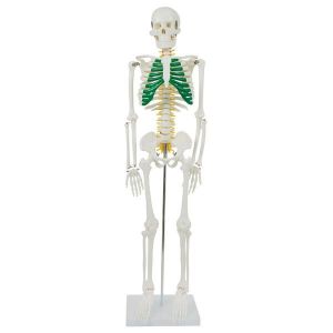 Okostnjak 87 cm z anatomskim vzorcem in hrbteničnimi živci