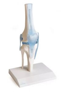 Erler Zimmer kolenski sklep z ligamenti in stojalom