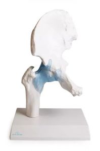 Erler Zimmer kolčni sklep z ligamenti s stojalom