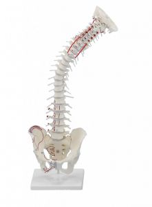 Hrbtenica z odstranljivo medenico in označenimi mišicami
