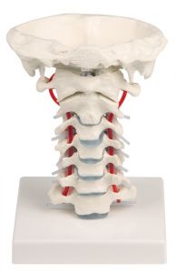 Vratna vretenca