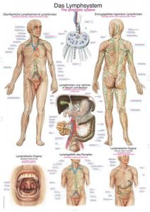 Plakat  "limfni sistem" 70x100cm