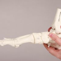 Model noga tibia fibula fizian 2