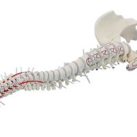 Model hrbtenice fizian