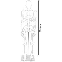 Anatomski model skeleta fizian 3
